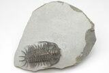 Crotalocephalus (“Cyrtometopus”) Trilobite - Scarce Species #208949-1